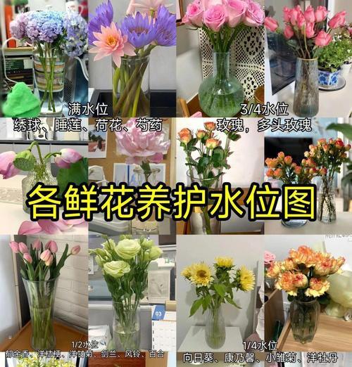 多头玫瑰为什么会突然蔫掉？