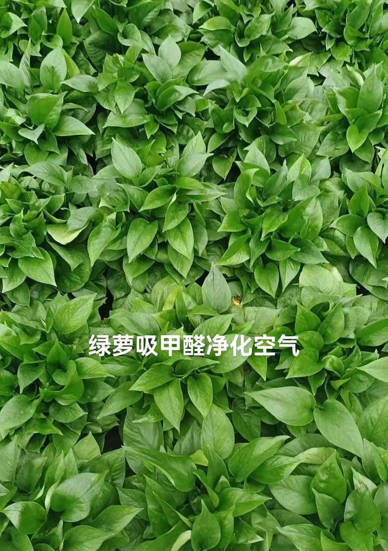 绿萝除了净化空气还有哪些用途？