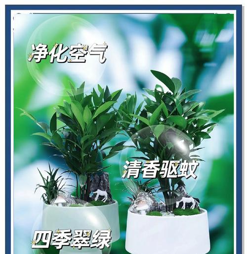 什么植物净化空气最强？有哪些推荐的植物？