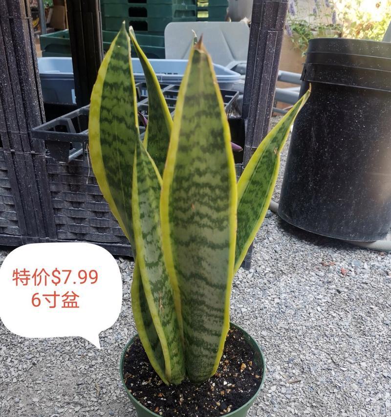 什么植物净化空气最强？有哪些推荐的植物？