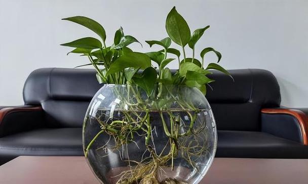 什么植物最好种？哪些植物适合新手种植？