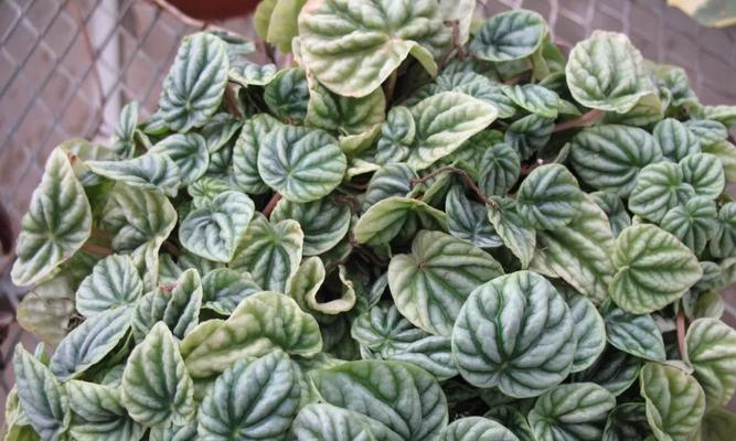 阴凉处适合种植哪些花草？如何选择合适的植物？