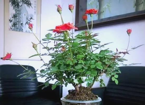 水养花卉有哪些种类？如何正确进行水养？