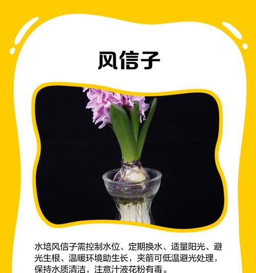 水养花卉有哪些种类？如何正确进行水养？
