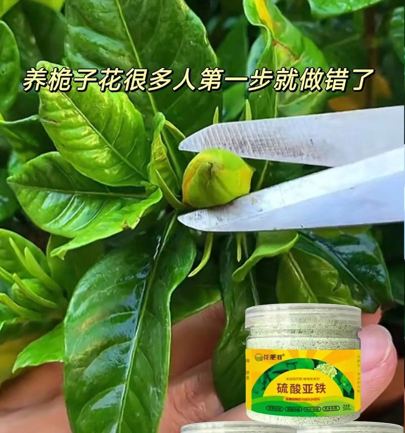 栀子的养殖方法是什么？