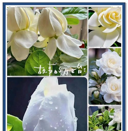 栀子的养殖方法是什么？