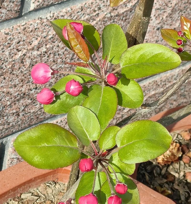 西府海棠的开花时间是什么时候？如何促进其开花？