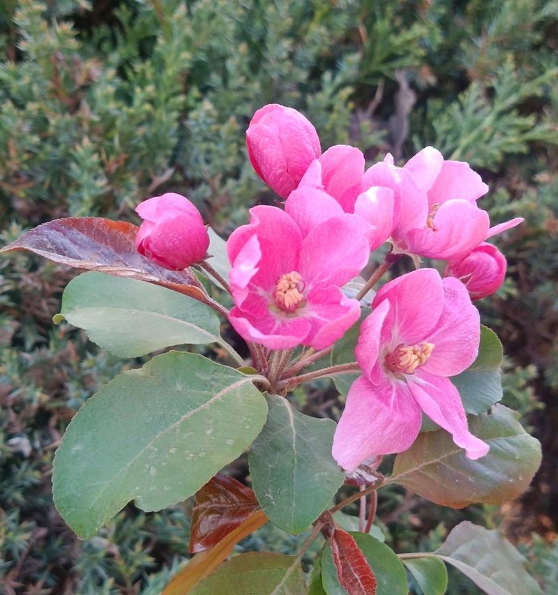 西府海棠的开花时间是什么时候？如何促进其开花？