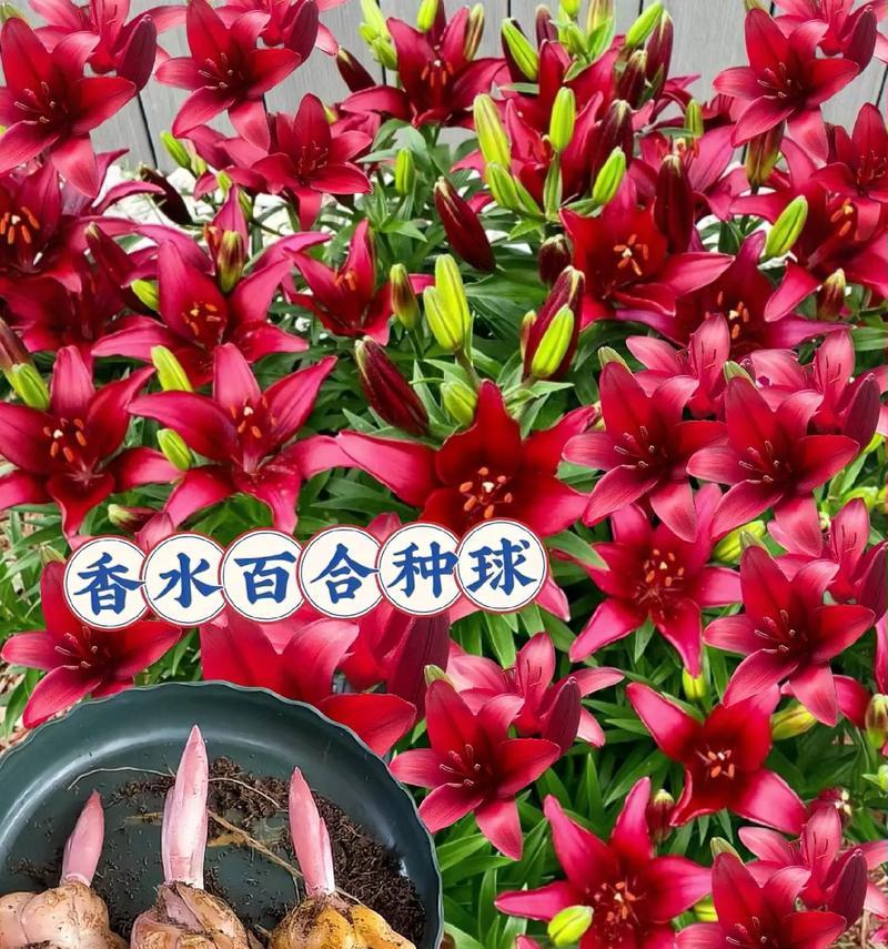 玫瑰和百合哪个更适合新手种植？如何选择？