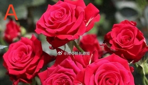玫瑰和百合哪个更适合新手种植？如何选择？