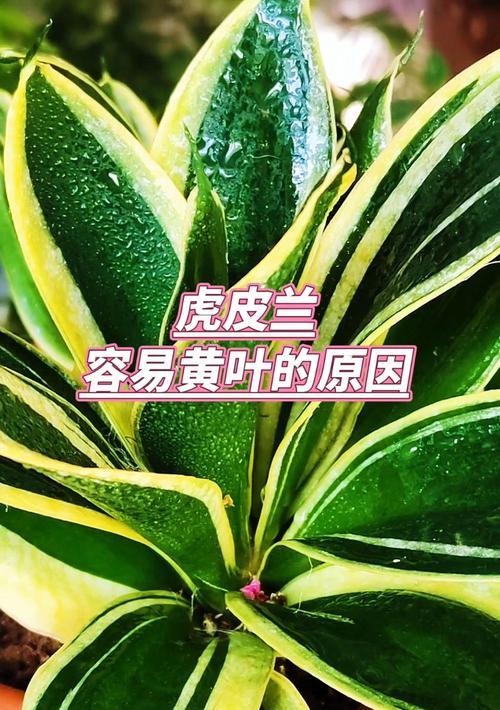 虎皮兰干叶是什么原因？如何解决虎皮兰干叶问题？