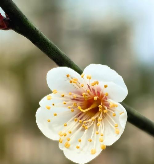 桃花的叶子是什么样子的？桃花叶子的特征是什么？