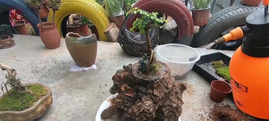 哪些树根适合制作盆景？如何挑选合适的树根？