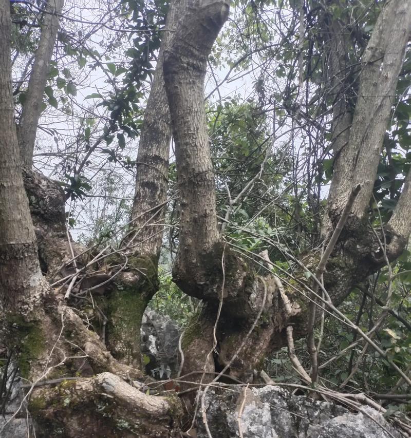 哪些树根适合制作盆景？如何挑选合适的树根？