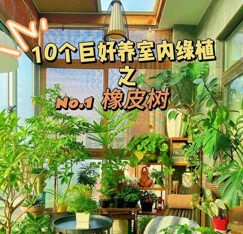 橡皮树适合什么土壤？如何选择合适的土壤？