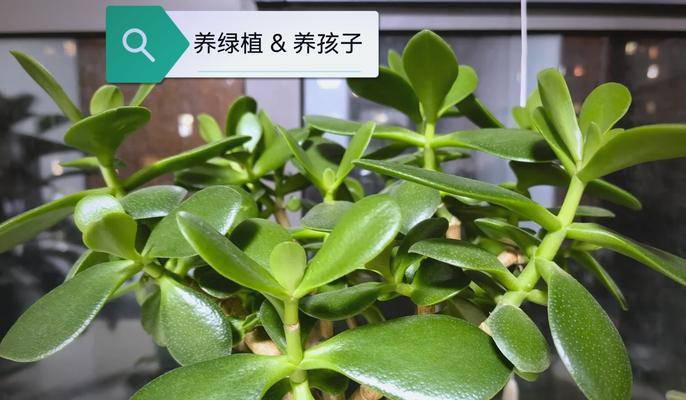 燕子掌叶子变软了怎么办？如何处理叶子软化问题？