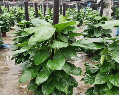 绿萝适合哪种肥料？如何正确施肥促进生长？