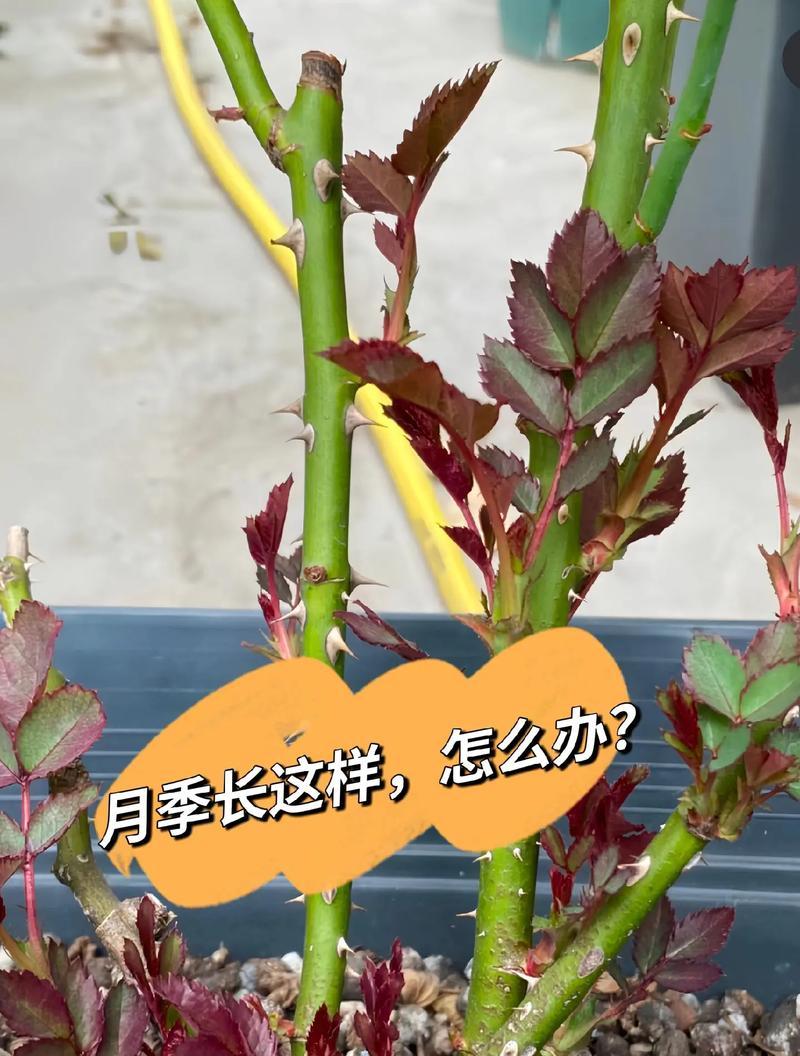 月季的施肥技巧有哪些？月季需要哪些营养成分？