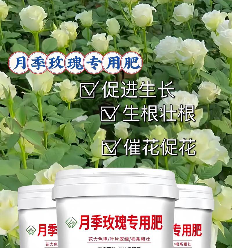 月季的施肥技巧有哪些？月季需要哪些营养成分？