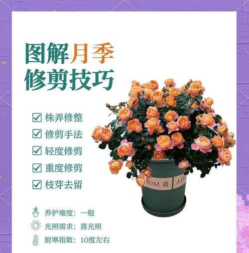 月季的施肥技巧有哪些？月季需要哪些营养成分？