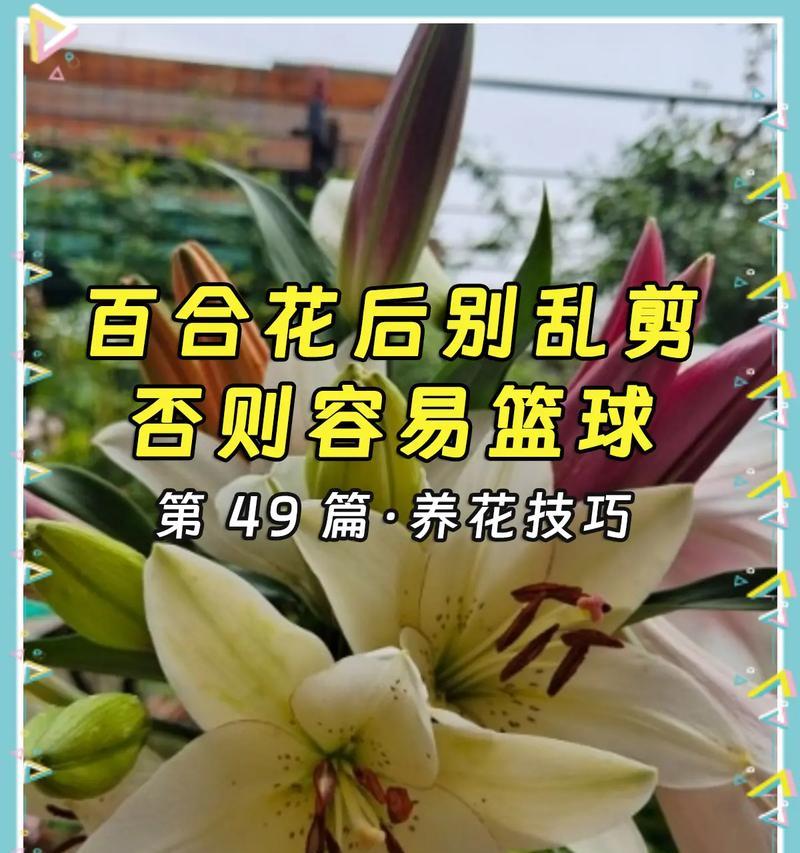 百合花开败后的处理方法是什么？如何让百合花再次开花？