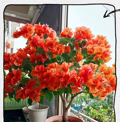 三角梅如何养护才能多开花？怎样促进三角梅的花期？