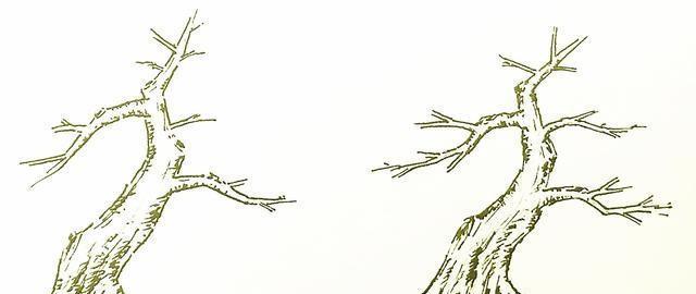 树桩盆景截干蓄枝的技巧是什么？