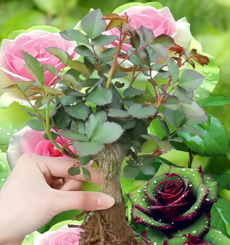 玫瑰为何会出现单花瓣无花蕊的情况？这种现象的原因是什么？