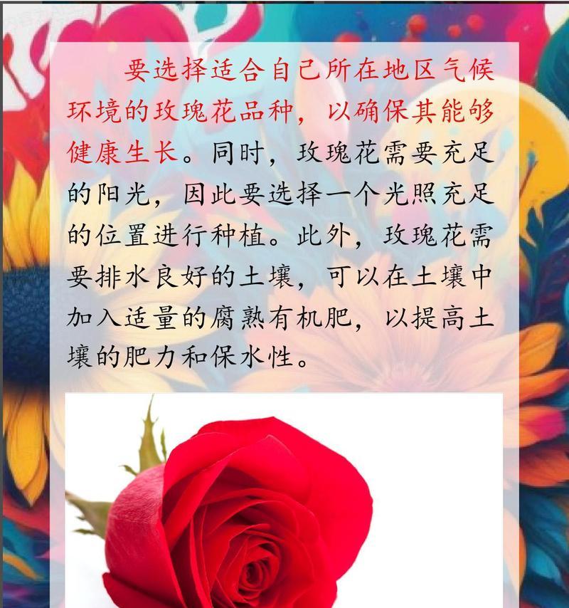 玫瑰花怎么种？从种子到开花的完整种植指南是什么？