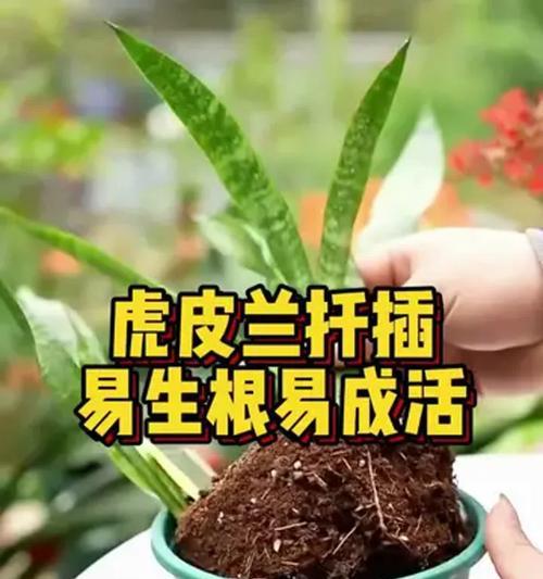 虎皮兰扦插的正确步骤是什么？如何提高成活率？