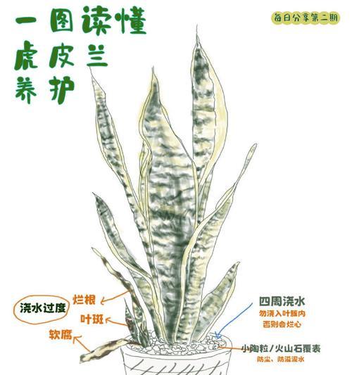 虎皮兰扦插的正确步骤是什么？如何提高成活率？