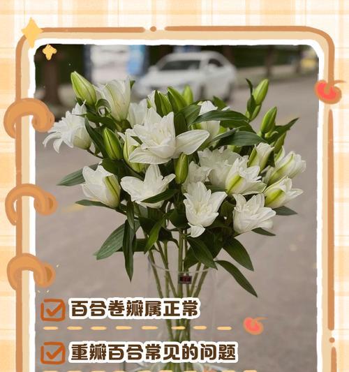 百合花凋谢后如何处理植株？