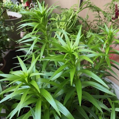 百合花凋谢后如何处理植株？