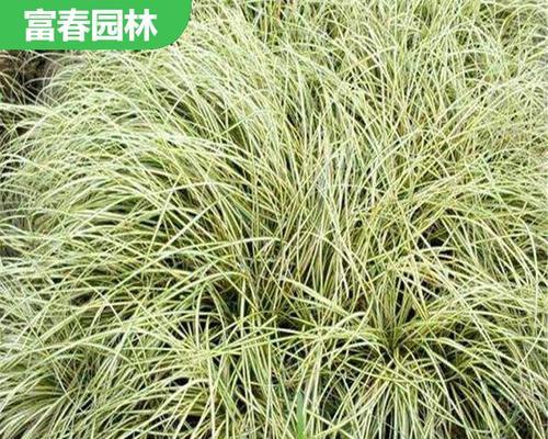 苔草盆栽的养护要点有哪些？如何解决苔草盆栽的常见问题？
