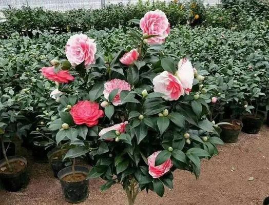 哪些花卉能在冬天开花？