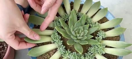 多肉植物繁殖的简单方法是什么？怎样确保成活率？