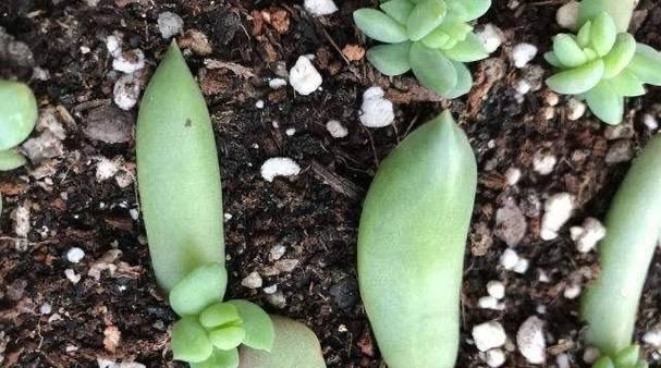 多肉植物繁殖的简单方法是什么？怎样确保成活率？