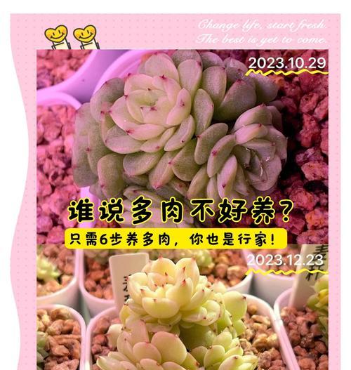 多肉植物繁殖的简单方法是什么？怎样确保成活率？