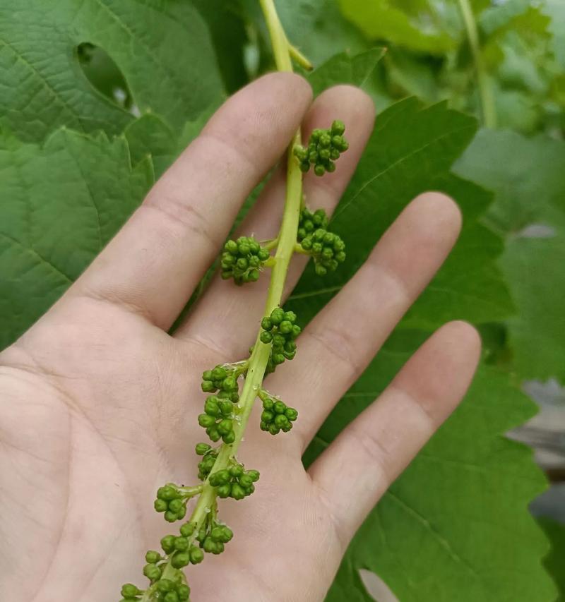 盆栽葡萄留多少花序最合适？