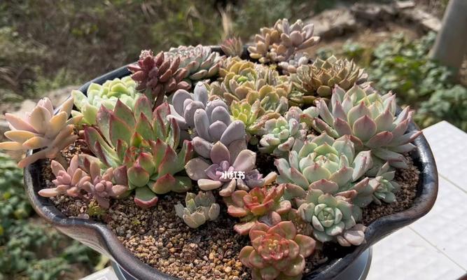 多肉植物拼盘的步骤和技巧是什么？