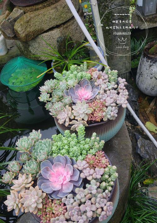 多肉植物拼盘的步骤和技巧是什么？