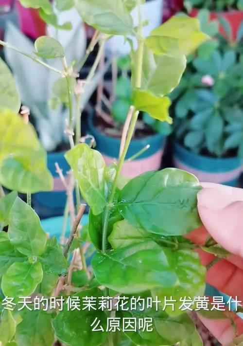 茉莉叶片发黄的原因是什么？如何有效防止茉莉黄叶？