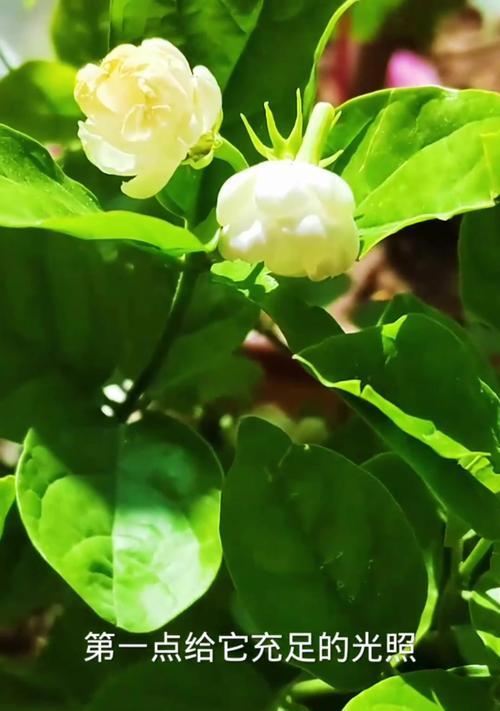 茉莉叶片发黄的原因是什么？如何有效防止茉莉黄叶？