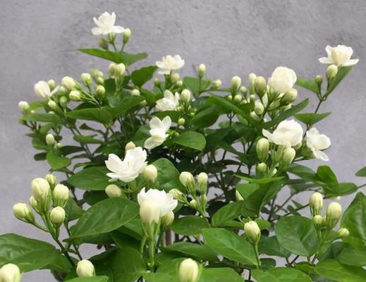 茉莉叶片发黄的原因是什么？如何有效防止茉莉黄叶？