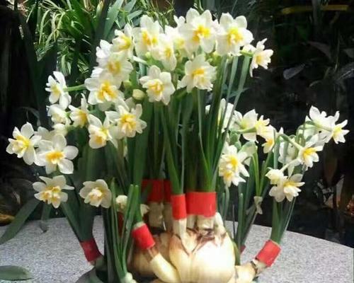 水仙属于哪一类植物？水仙的种植和养护方法是什么？