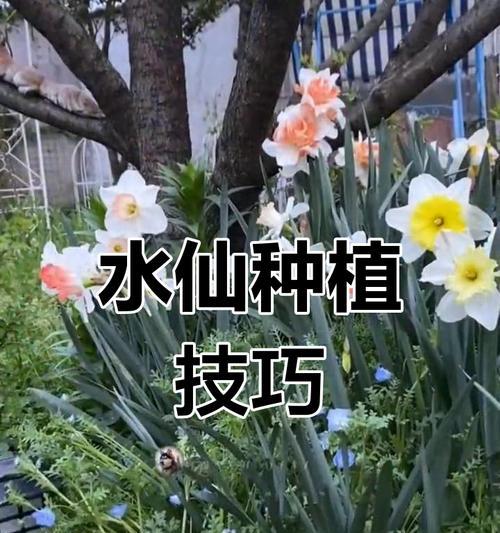 水仙属于哪一类植物？水仙的种植和养护方法是什么？