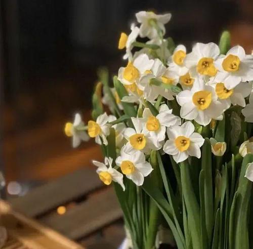 水仙花的养殖方法是什么？如何让水仙花开得更美？