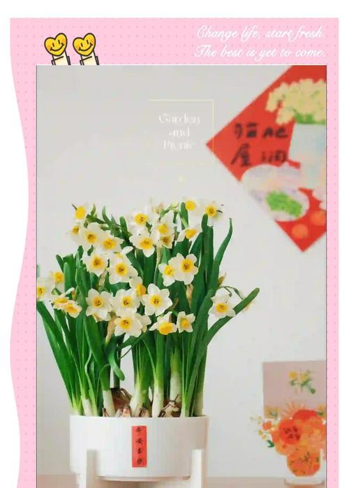 水仙花的养殖方法是什么？如何让水仙花开得更美？