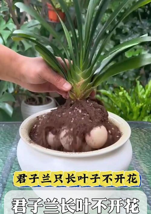 君子兰叶子卷曲的原因是什么？如何解决？