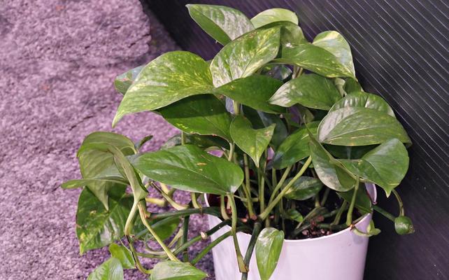能晒太阳的室内植物树有哪些？它们对光照的需求如何？